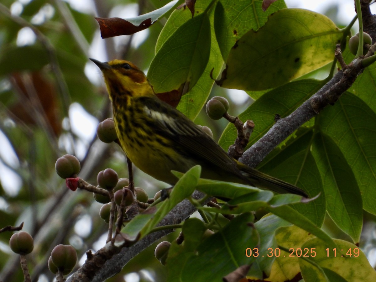 Cape May Warbler - ML632915504