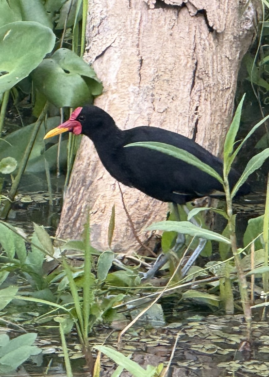 Wattled Jacana - ML632915711