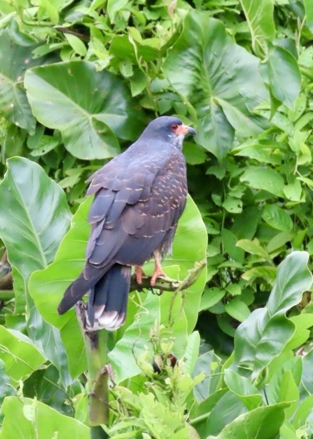 Snail Kite - ML632915730