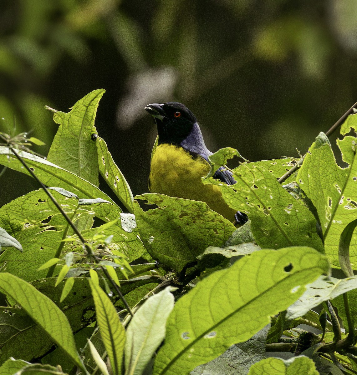 Hooded Mountain Tanager - ML632915789