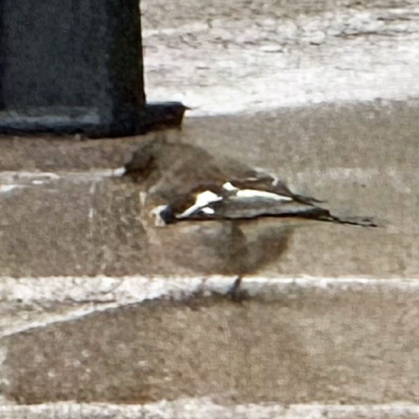 Common Chaffinch - ML632915850