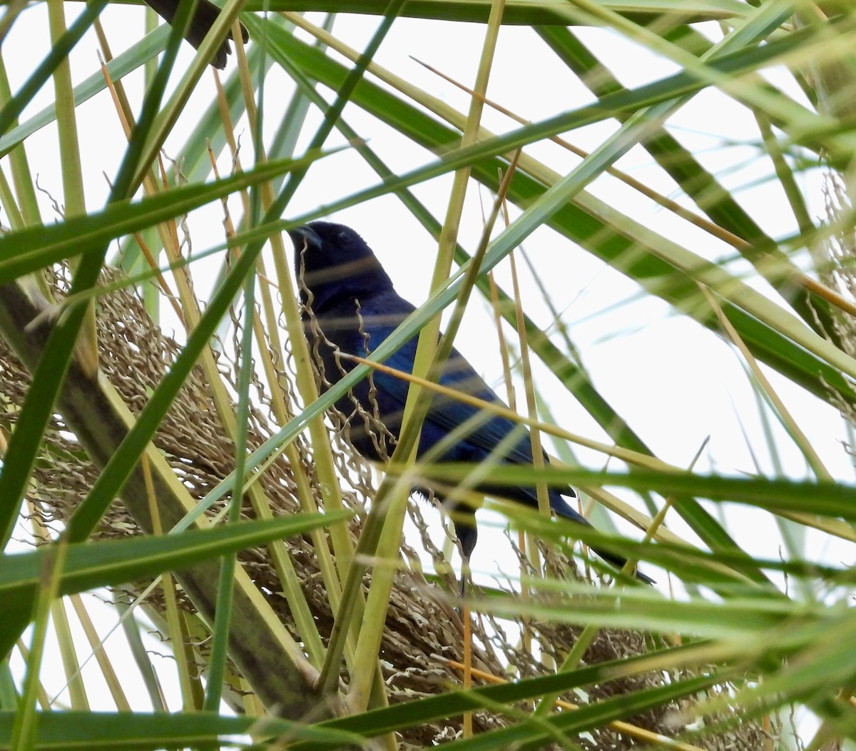 Shiny Cowbird - ML632915858