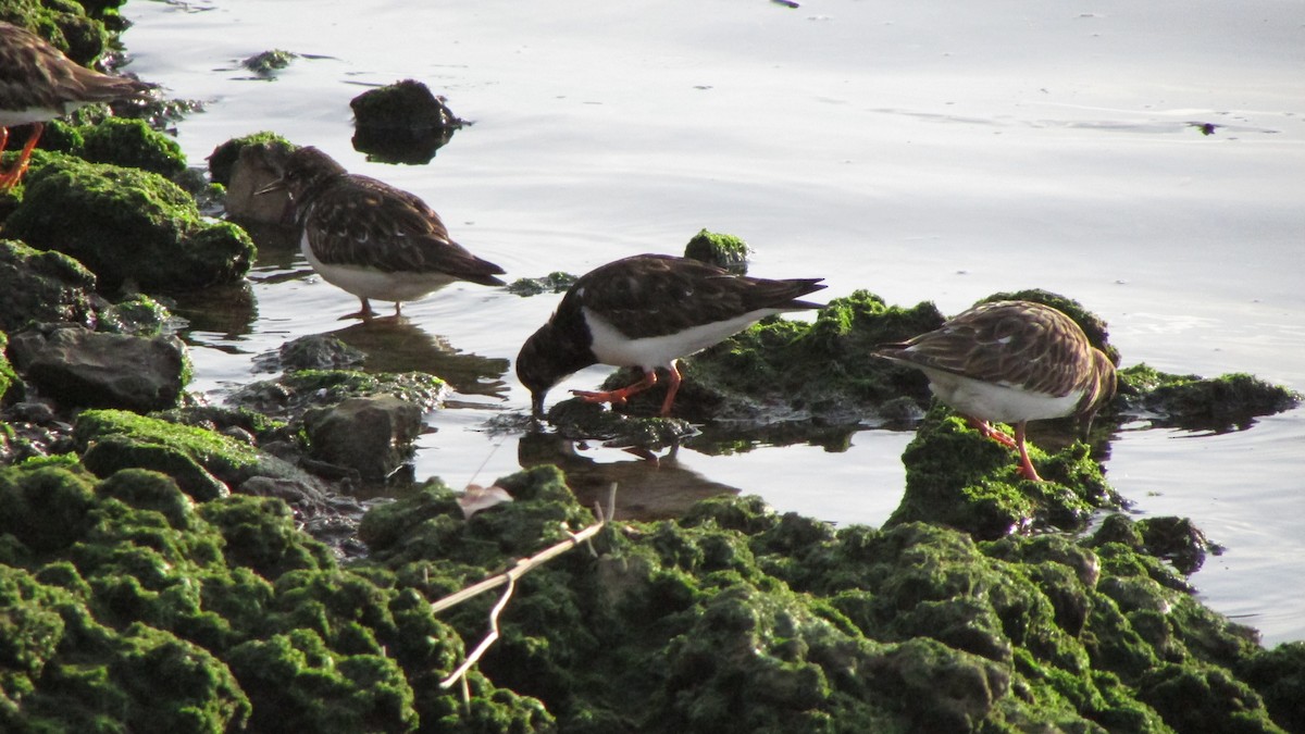Ruddy Turnstone - ML632915887