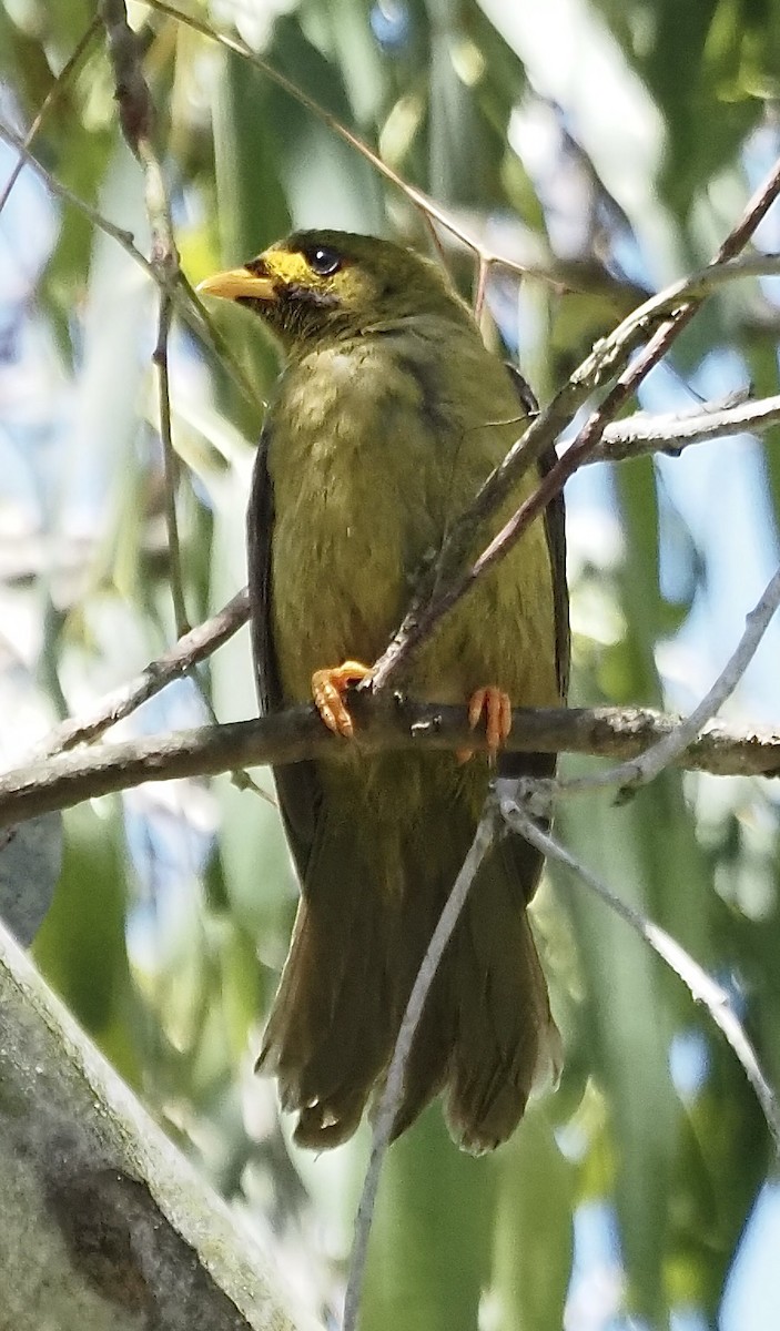 Bell Miner - ML632915946