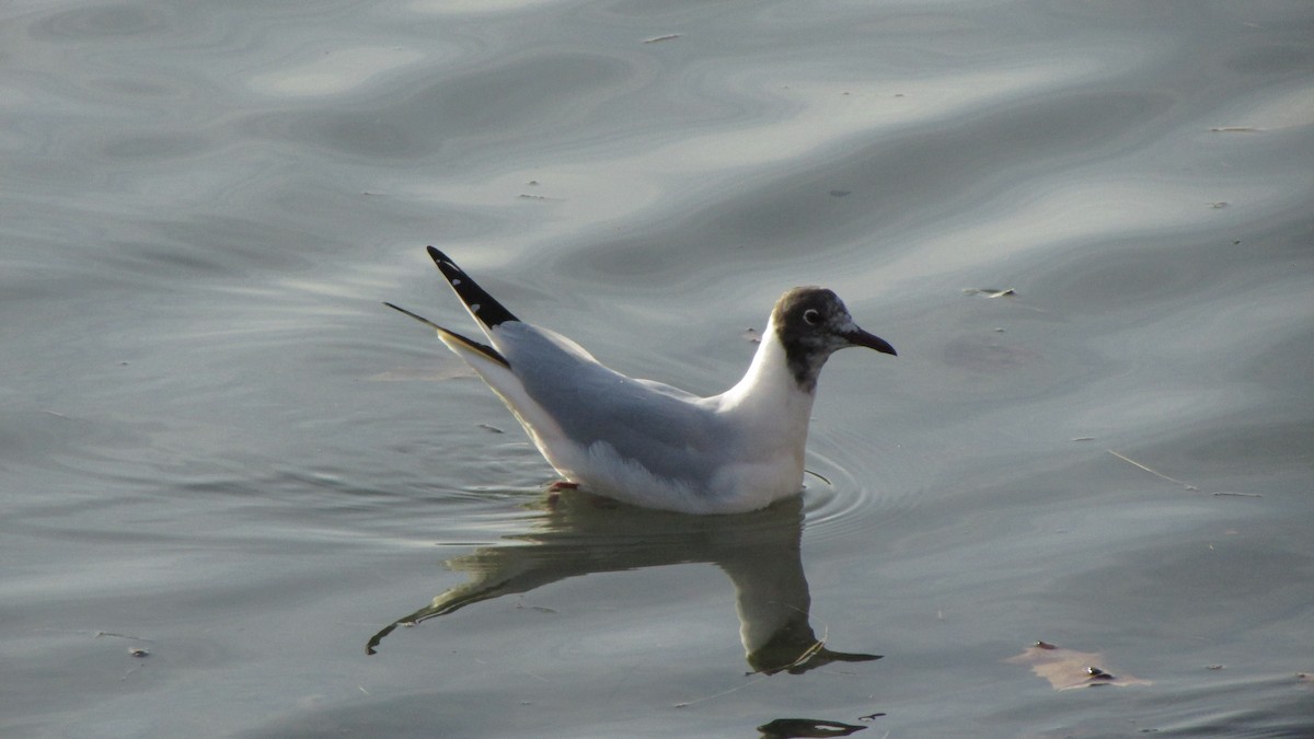 Black-headed Gull - ML632915950