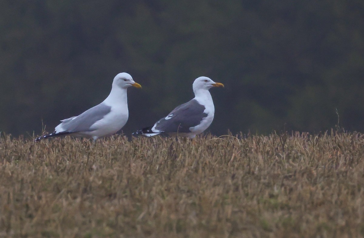 Lesser Black-backed Gull - ML632915952