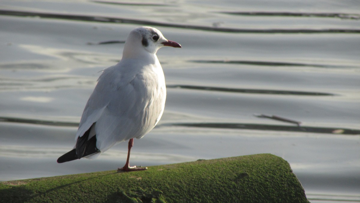 Black-headed Gull - ML632915958