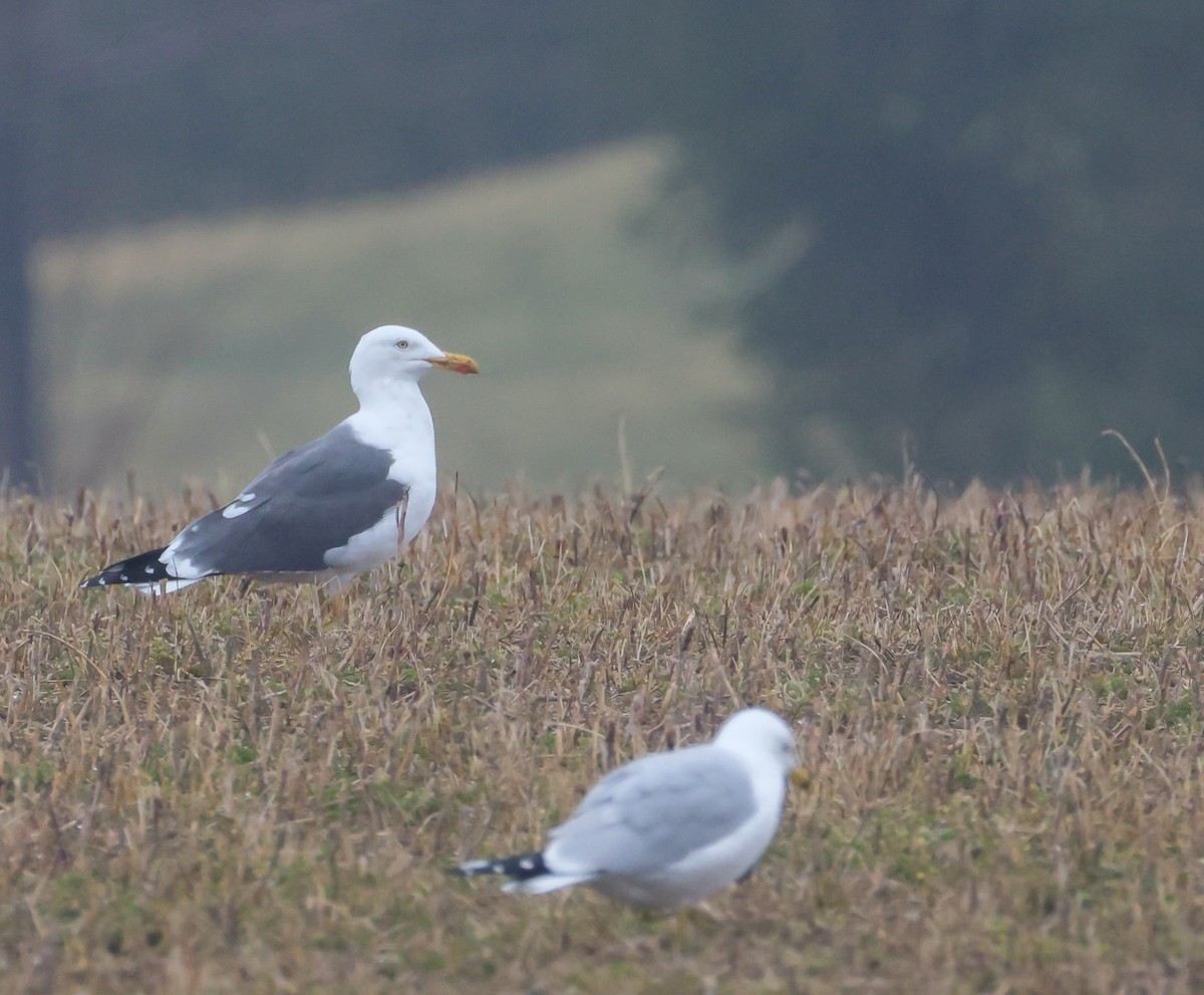 Lesser Black-backed Gull - ML632915994
