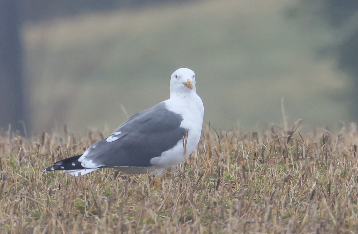 Lesser Black-backed Gull - ML632916005
