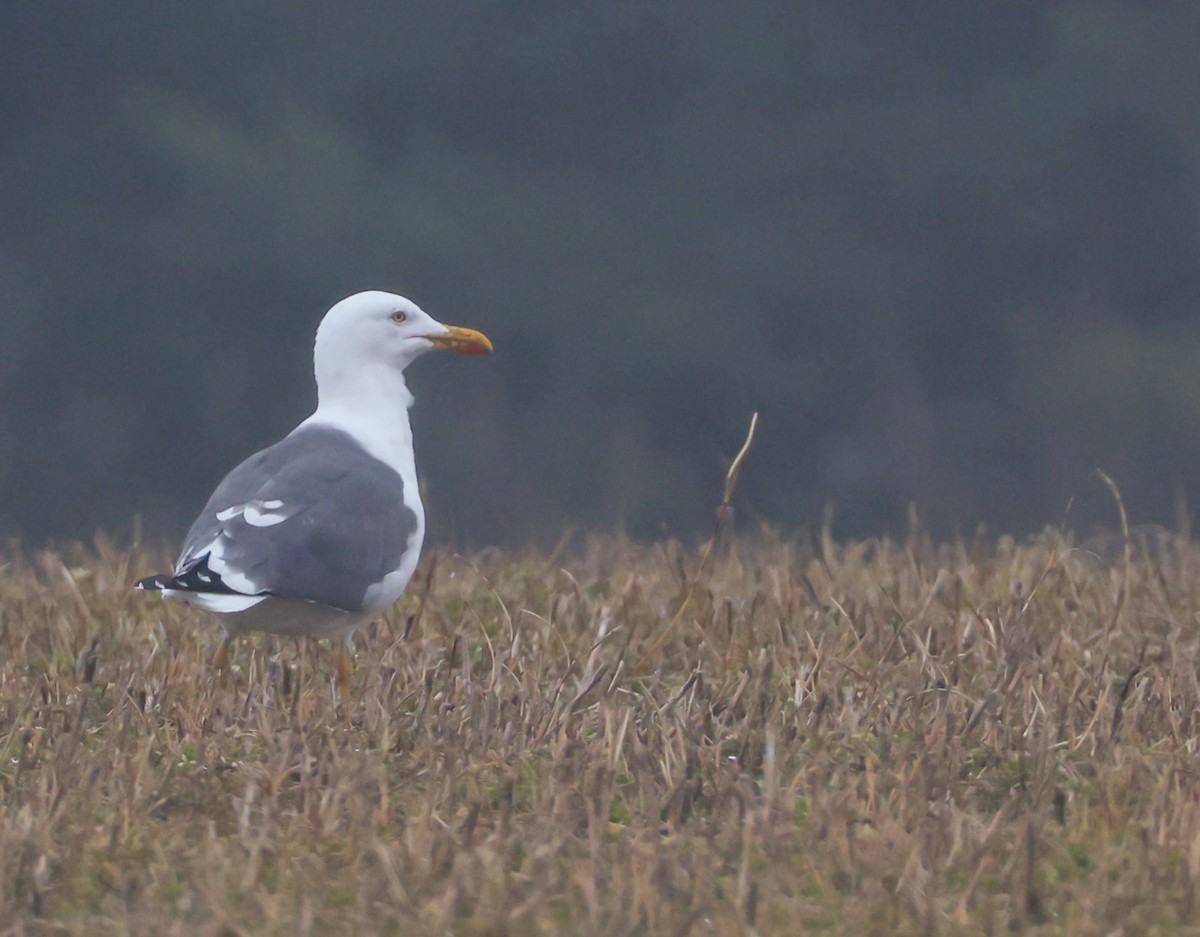 Lesser Black-backed Gull - ML632916012