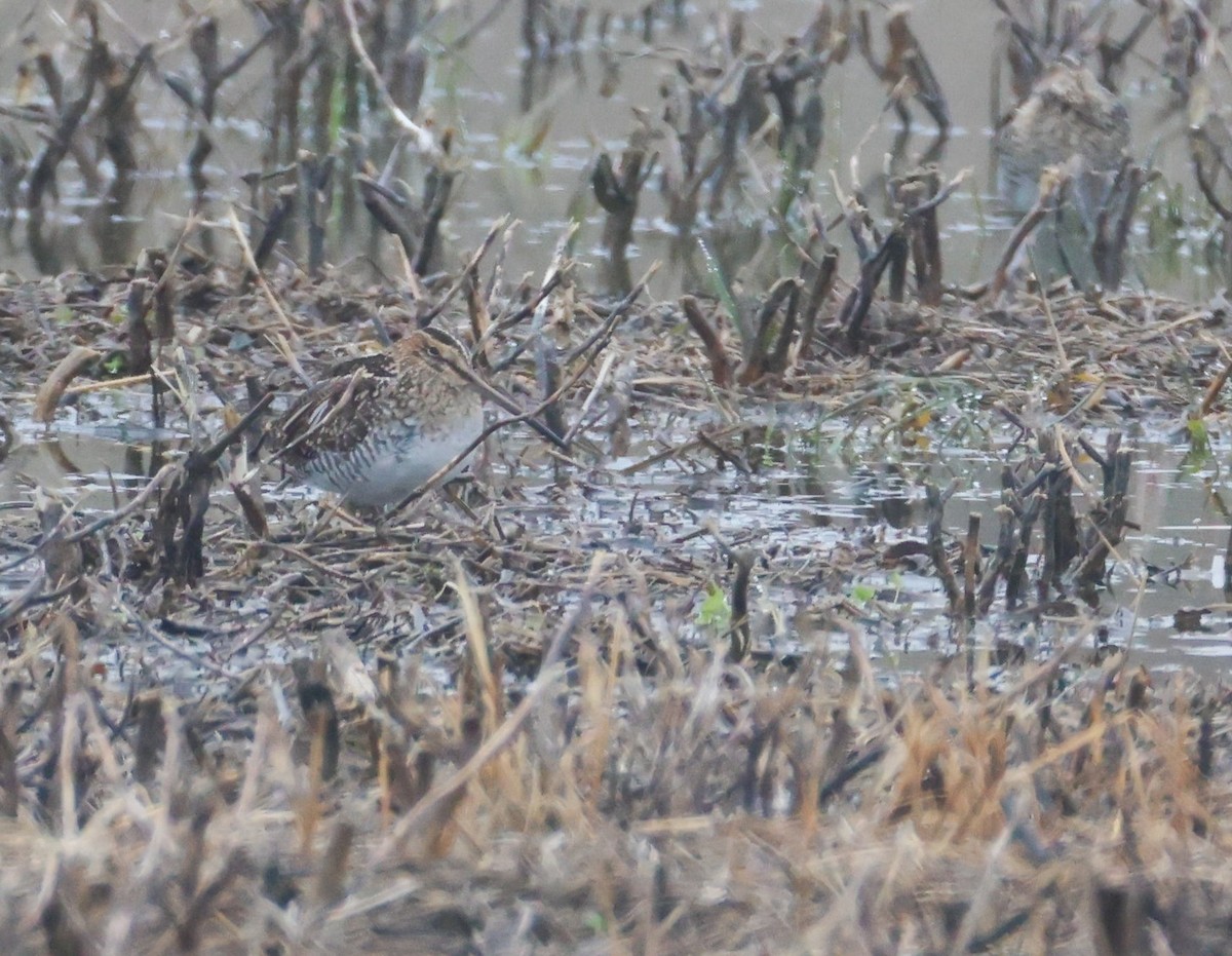 Wilson's Snipe - ML632916056