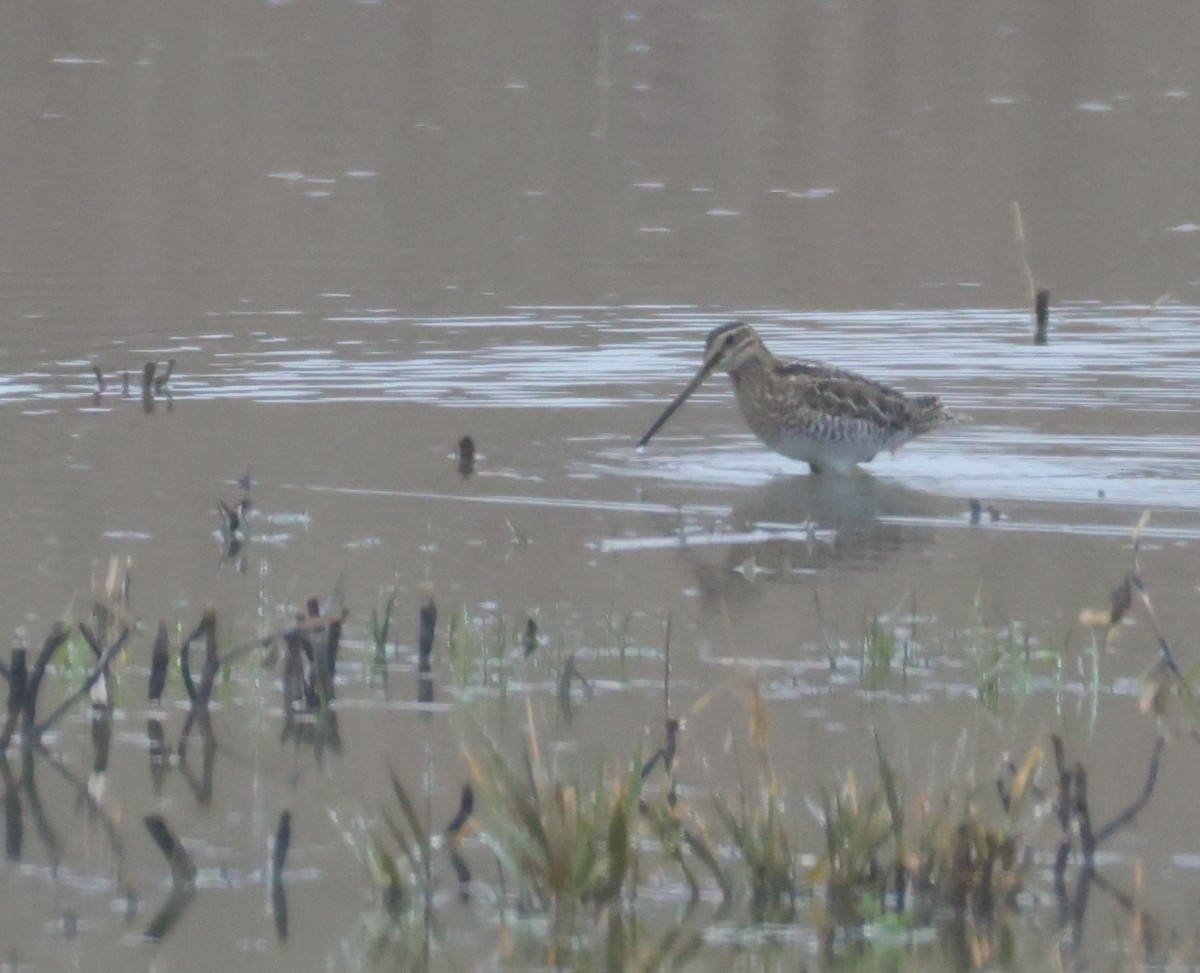 Wilson's Snipe - ML632916061