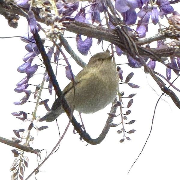 Common Chiffchaff - ML632916080