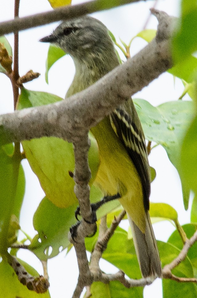 Yellow-crowned Tyrannulet - ML632916167