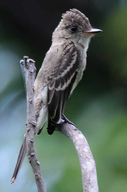 Northern Tropical Pewee - ML632916182