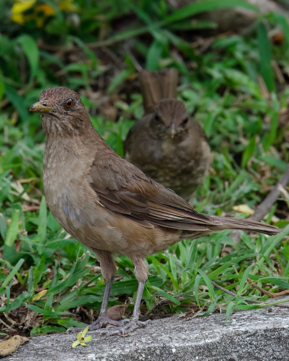Clay-colored Thrush - ML632916187