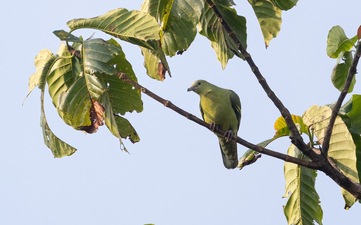 Andaman Green-Pigeon - ML632916238