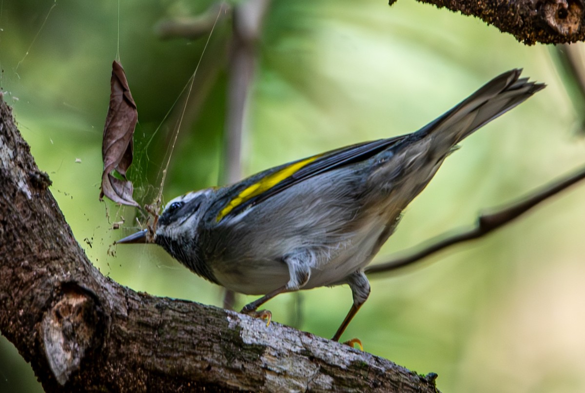 Golden-winged Warbler - ML632916248