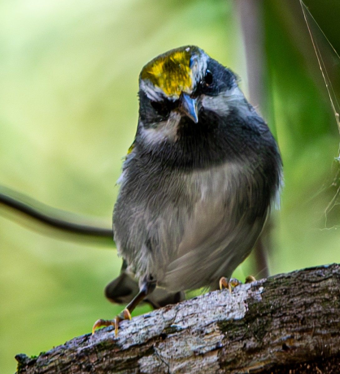 Golden-winged Warbler - ML632916281