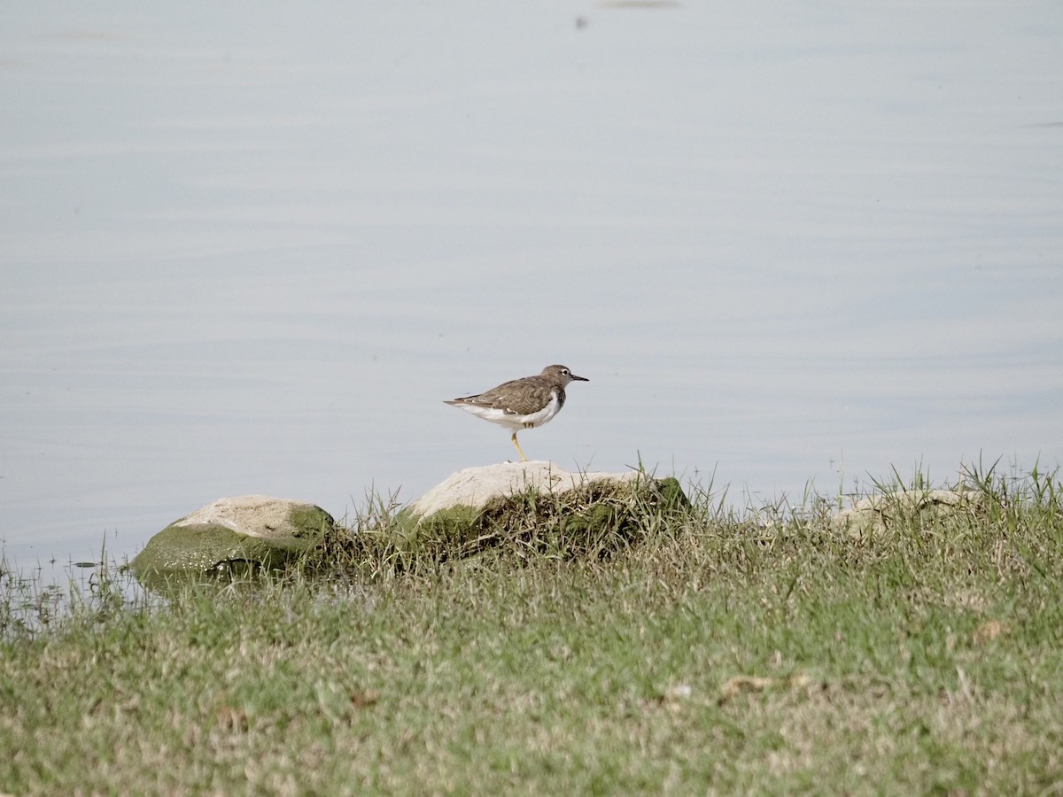 Spotted Sandpiper - ML632916317