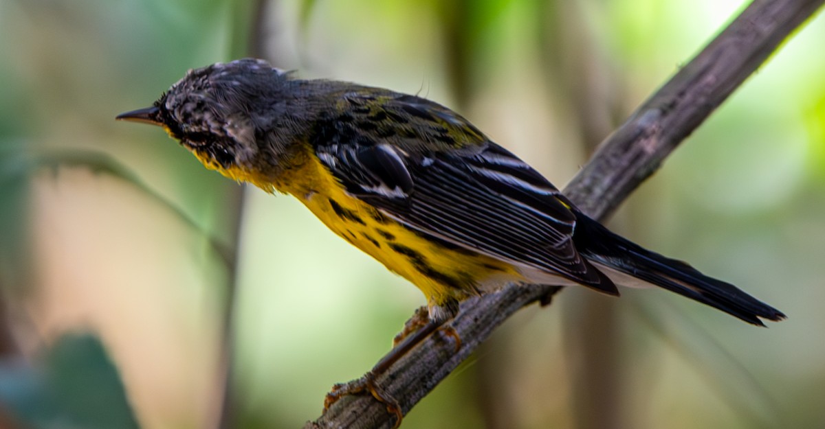 Magnolia Warbler - ML632916333