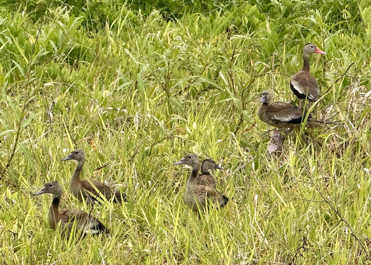 Black-bellied Whistling-Duck - ML632916360
