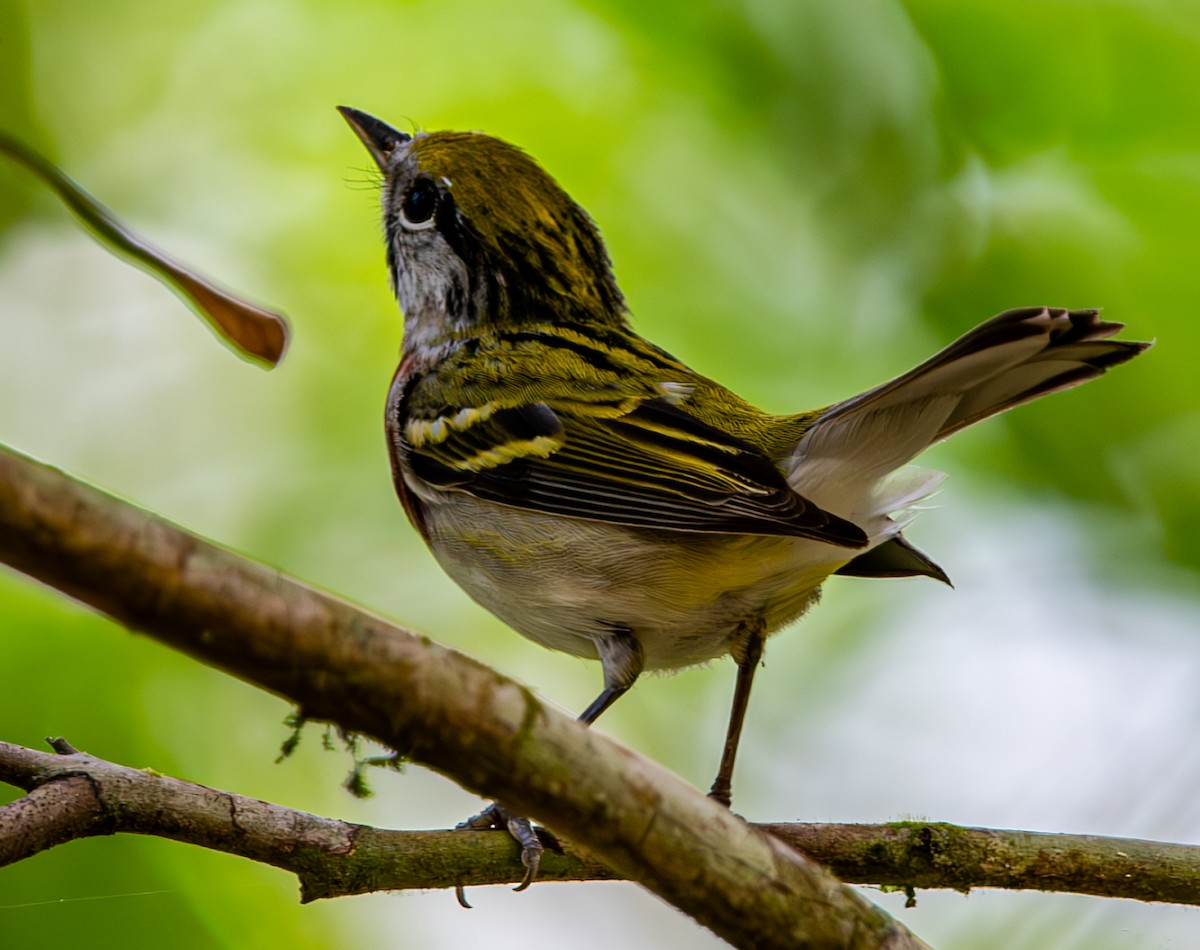 Chestnut-sided Warbler - ML632916376