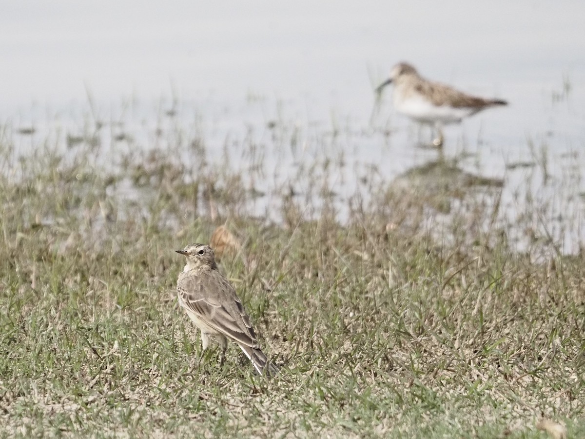 American Pipit - ML632916389