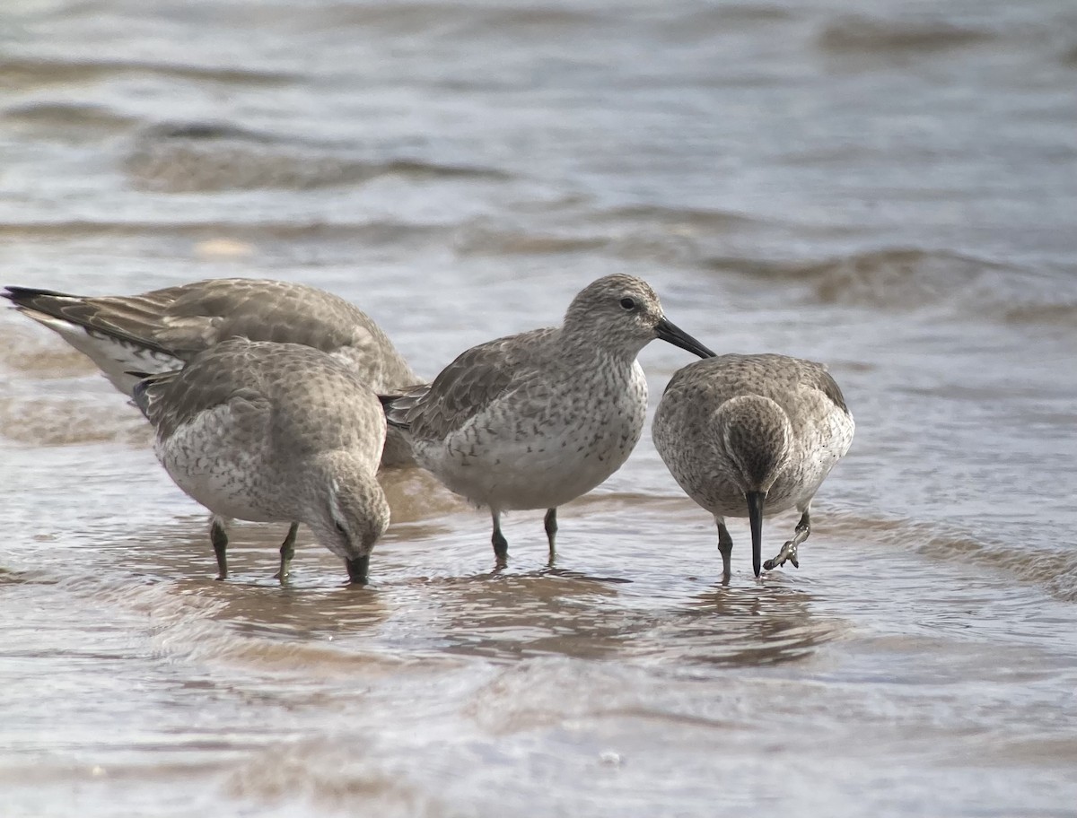 Red Knot - ML632916391
