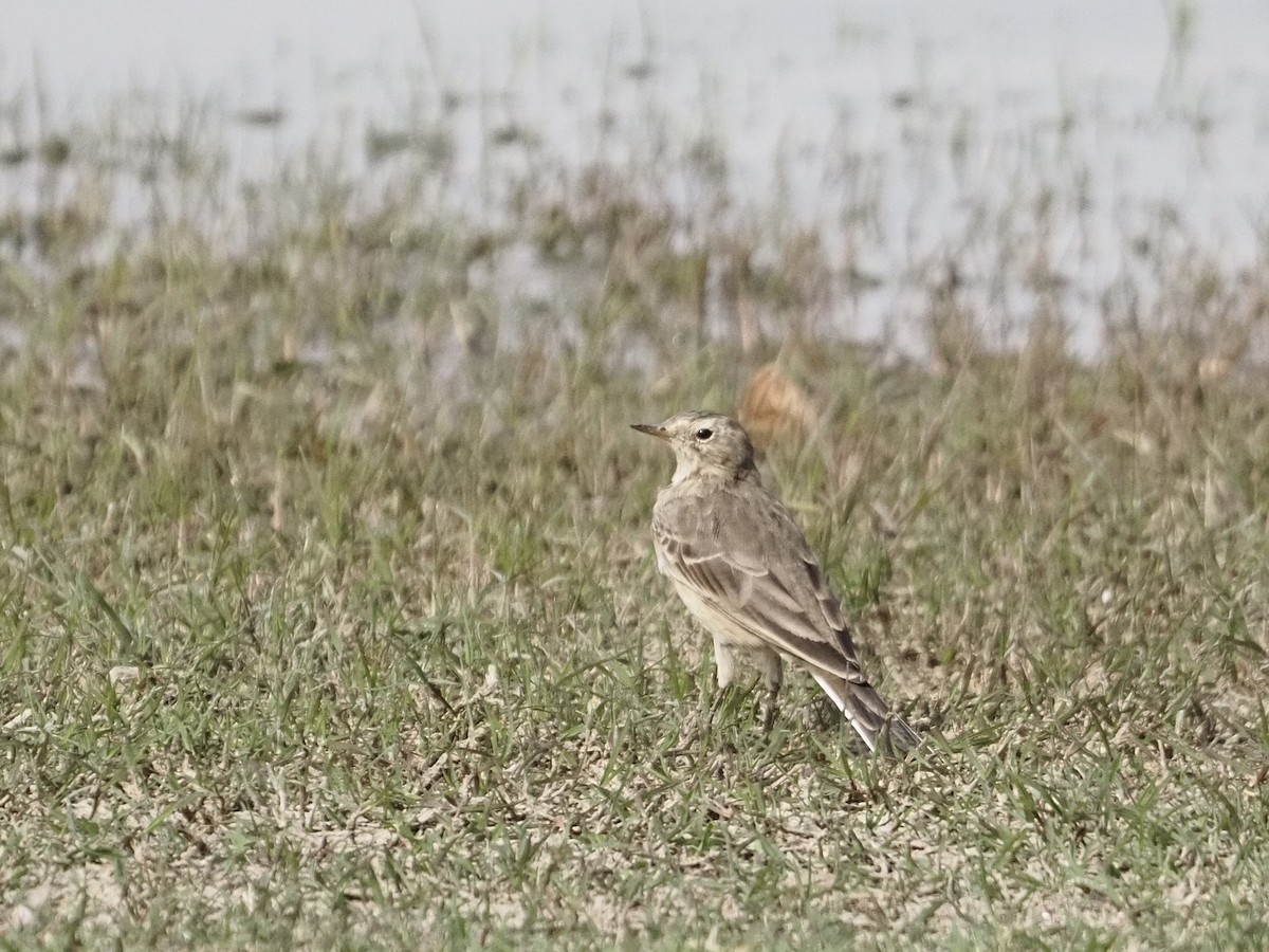 American Pipit - ML632916408