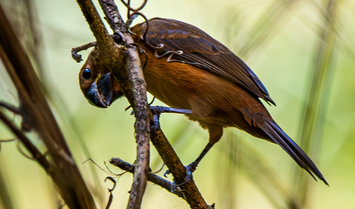Blue-black Grosbeak - ML632916433