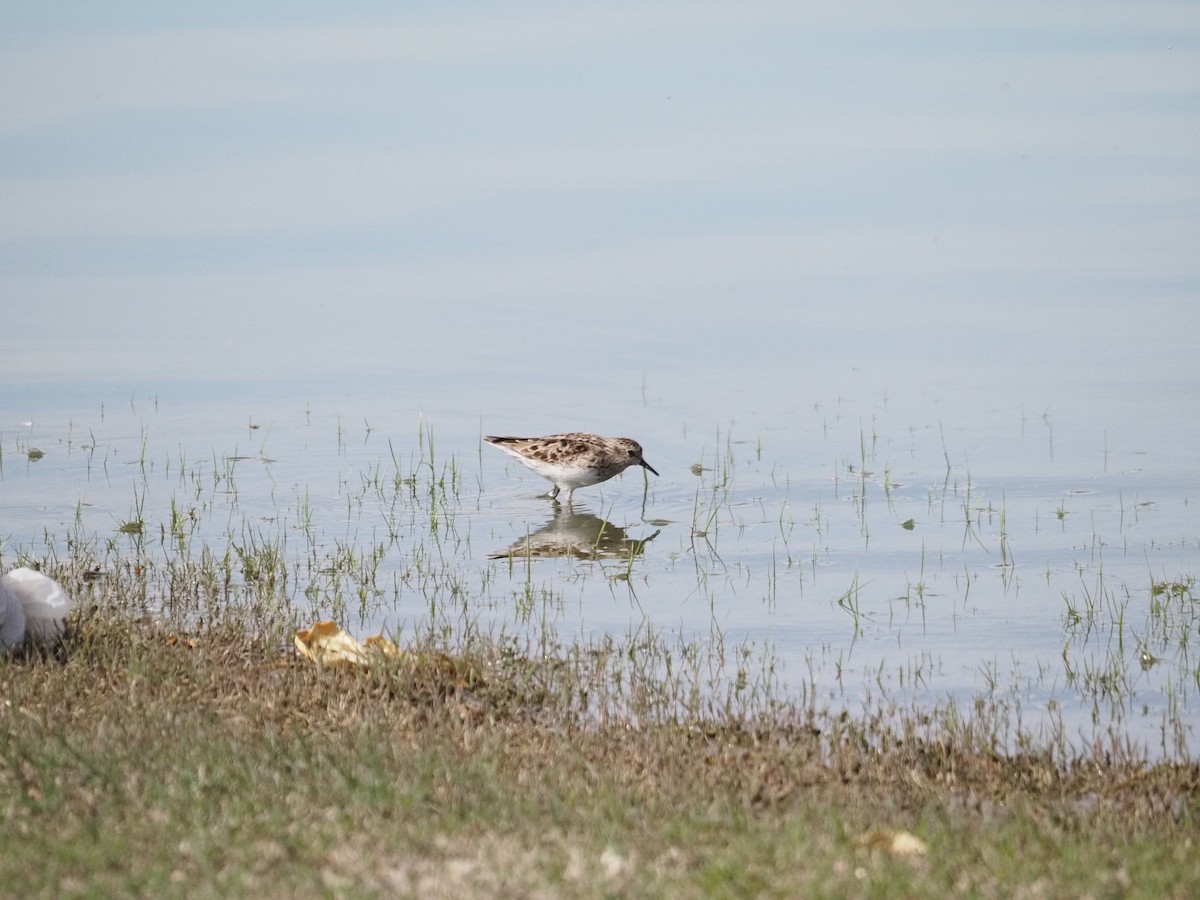 Least Sandpiper - ML632916446