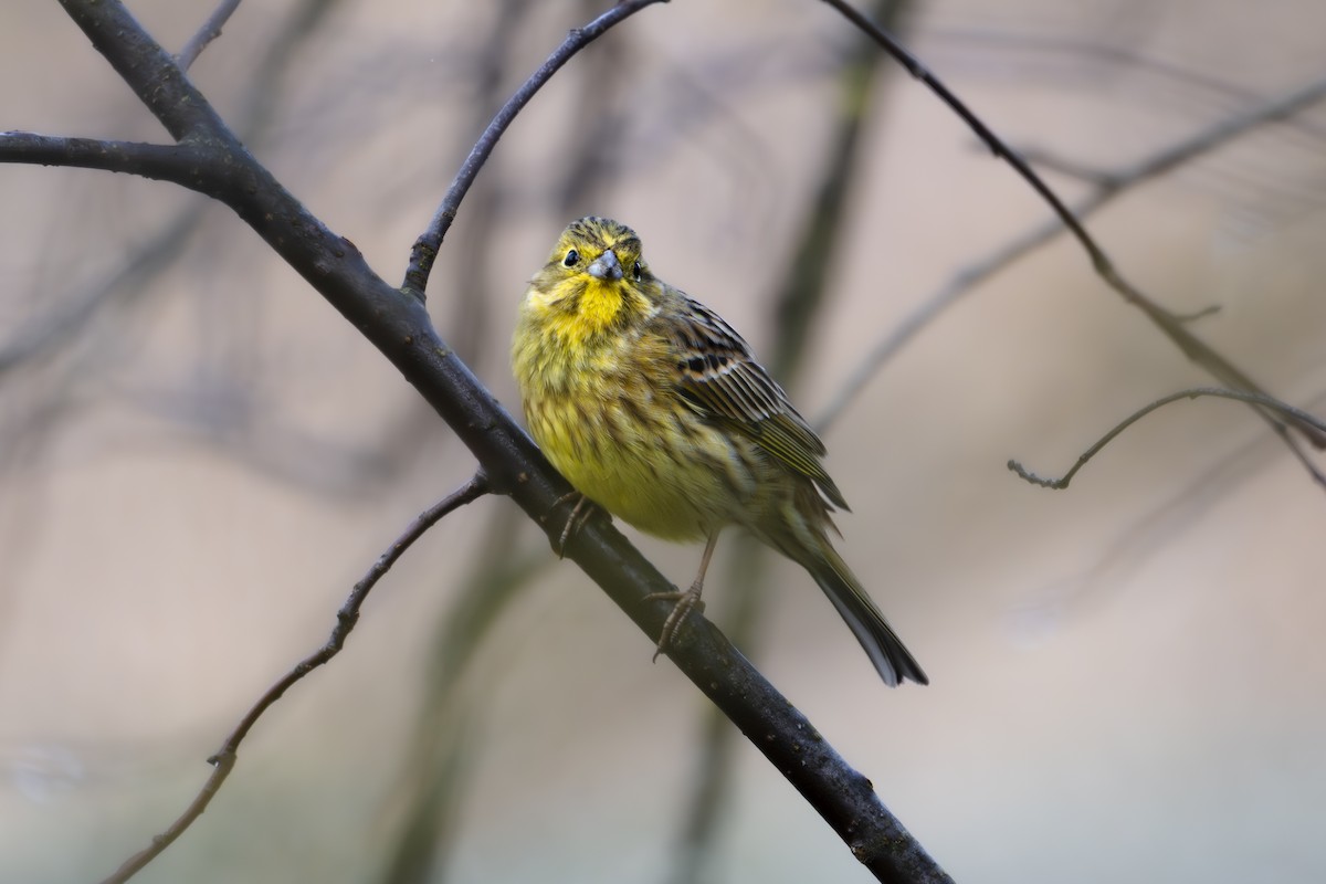 Zigolo giallo - ML632916459