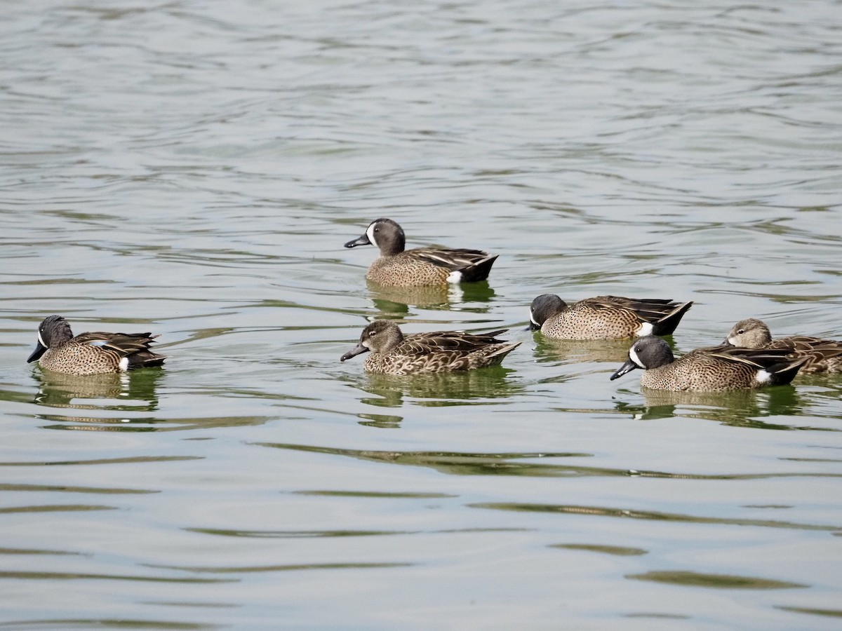 Blue-winged Teal - ML632916497
