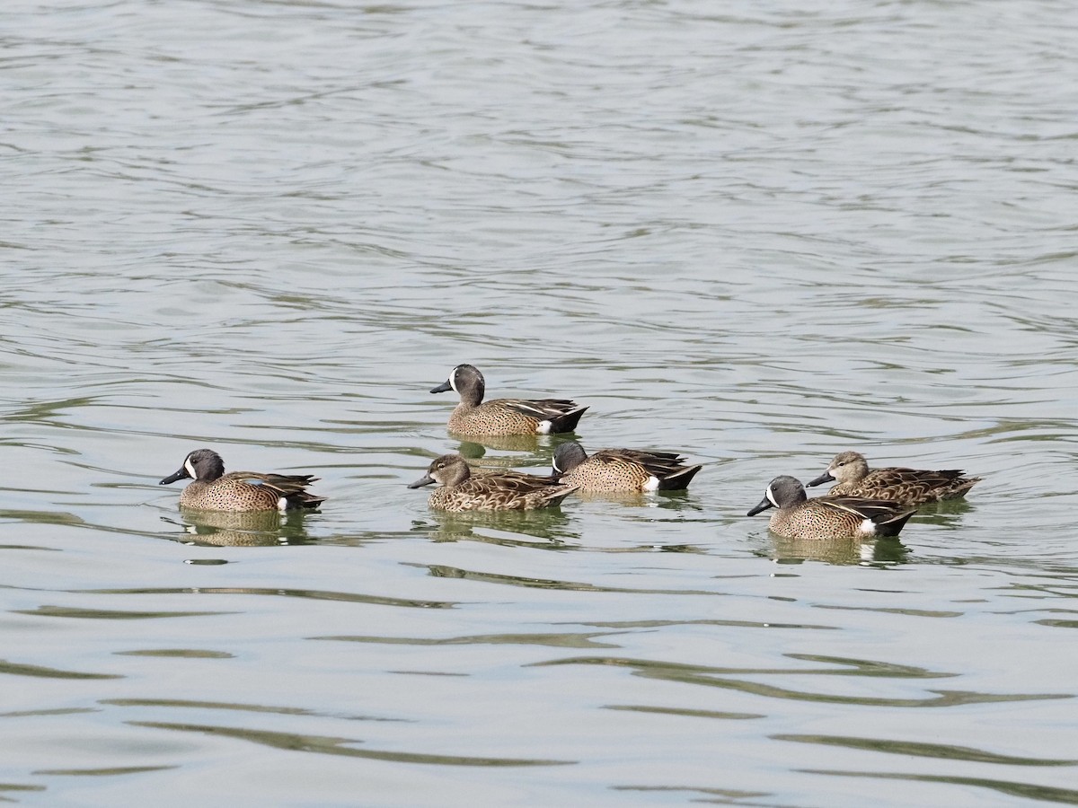 Blue-winged Teal - ML632916508