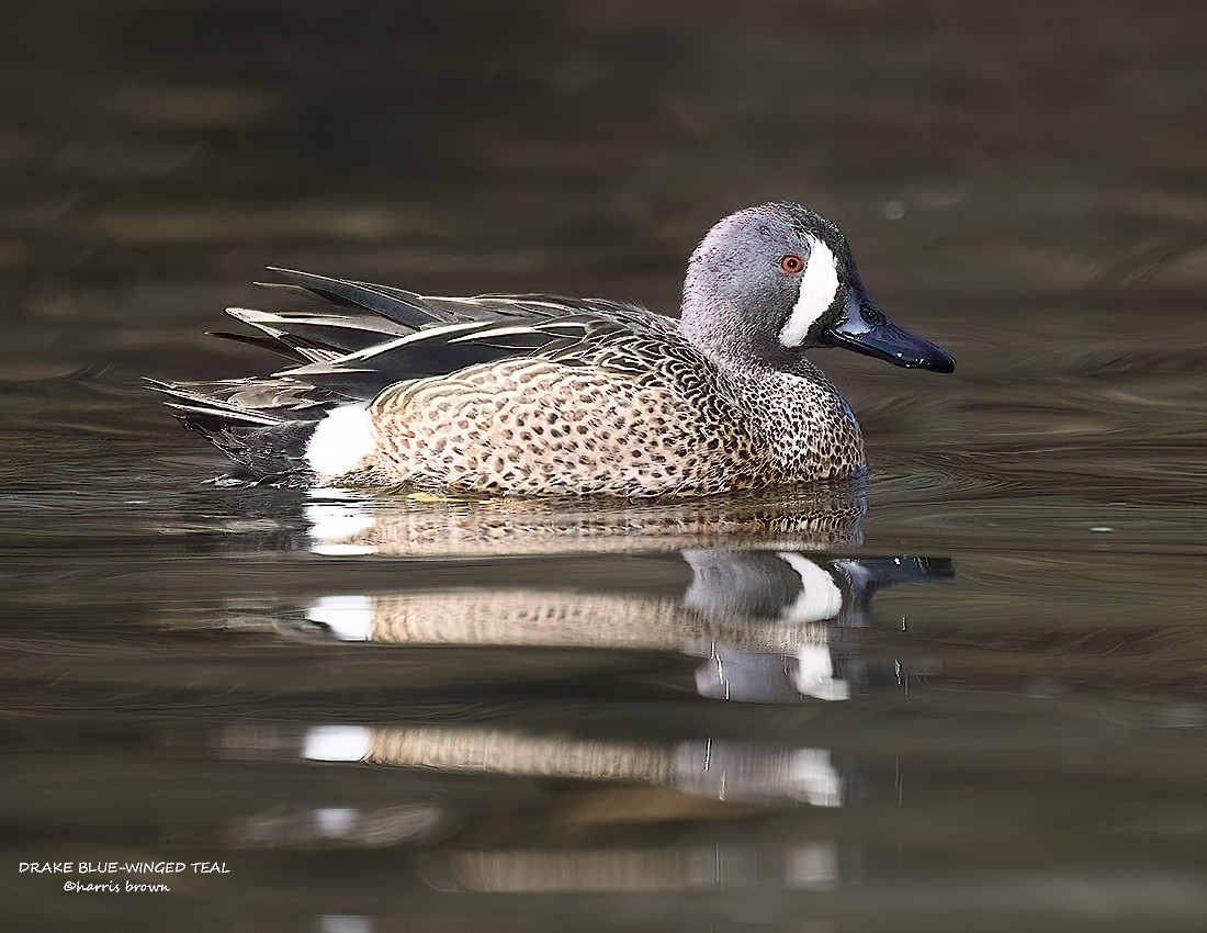 Blue-winged Teal - ML632916561