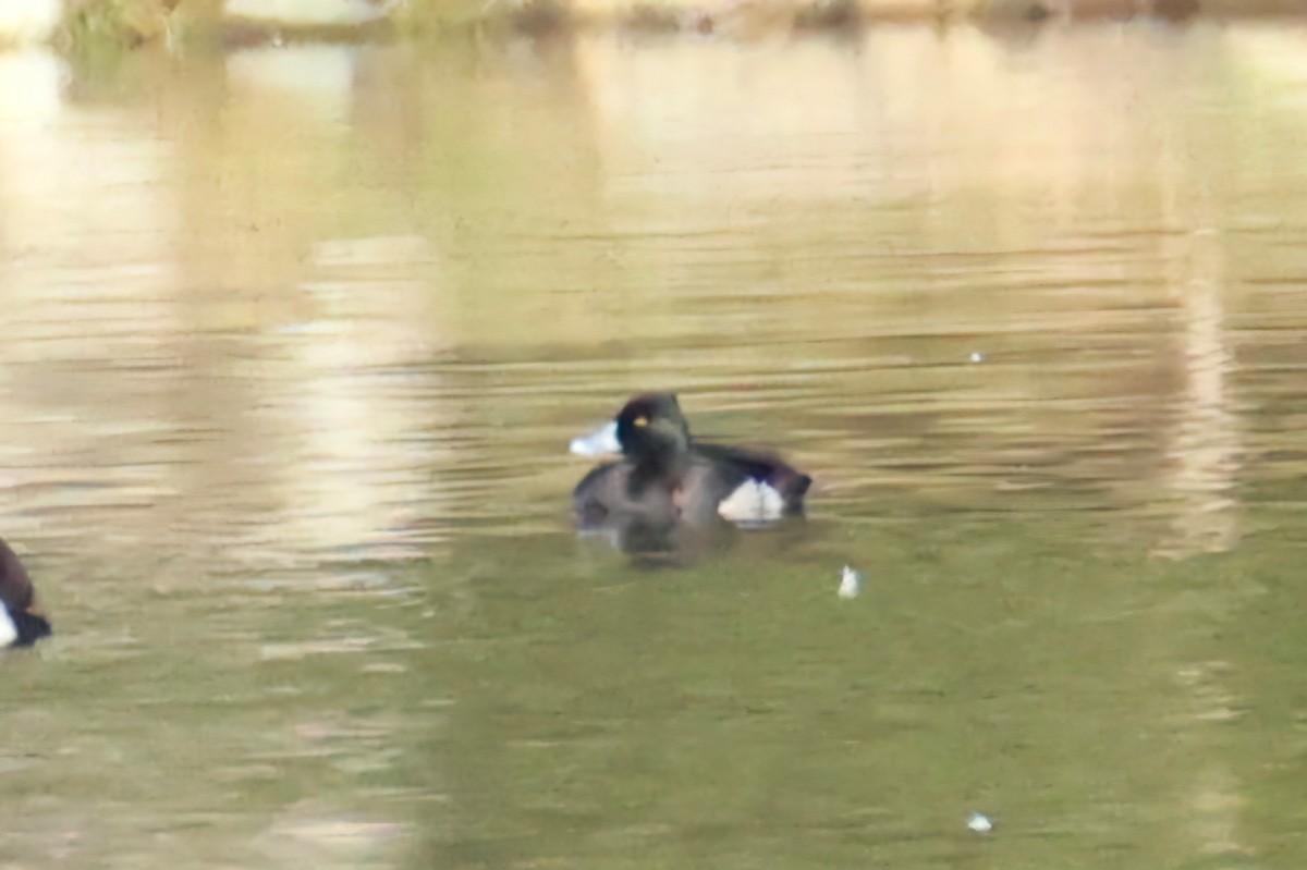 Ring-necked Duck x scaup sp. (hybrid) - ML632916670