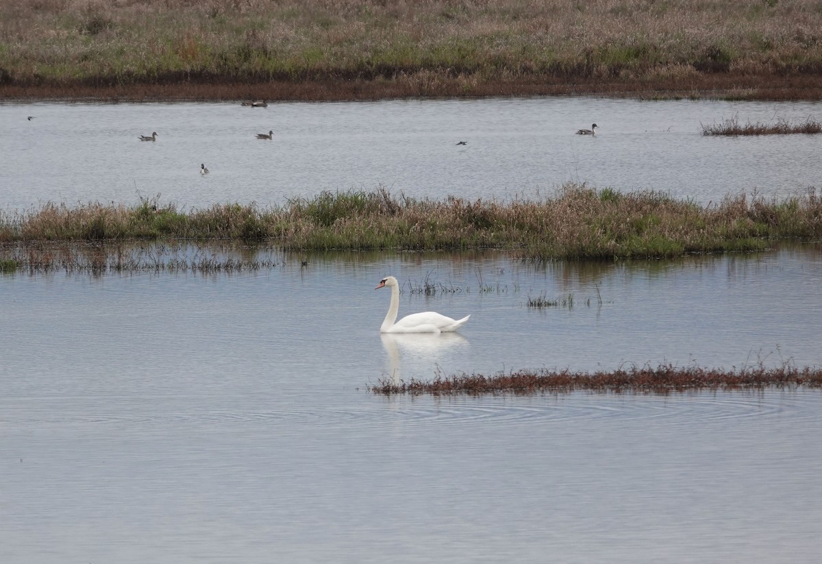 Хуруут хун - ML632916747