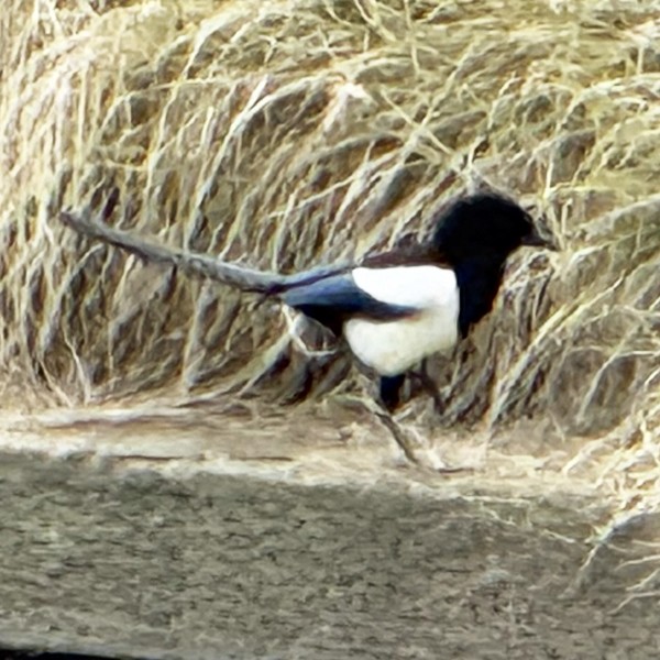 Eurasian Magpie (Iberian) - ML632916799