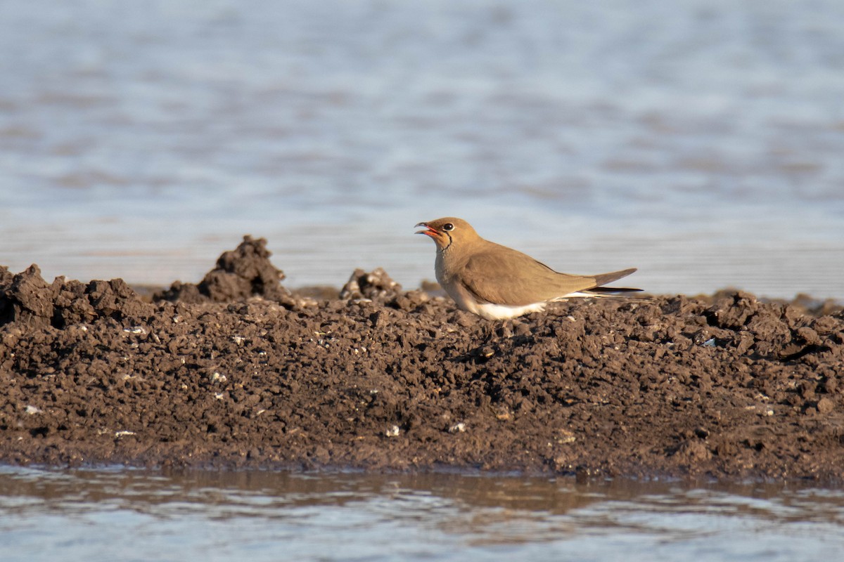 Glaréole à collier - ML632916813