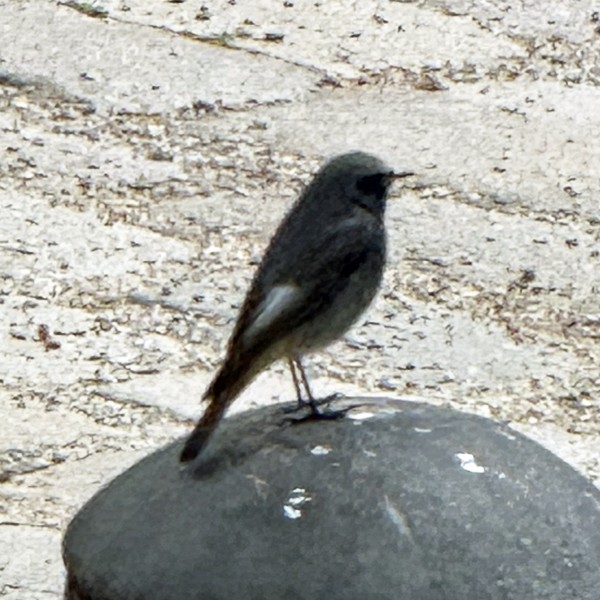 Black Redstart (Western) - ML632916816