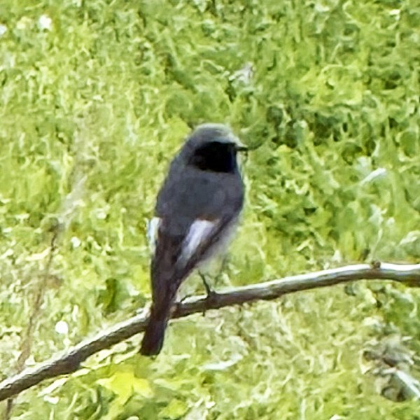 Black Redstart (Western) - ML632916817