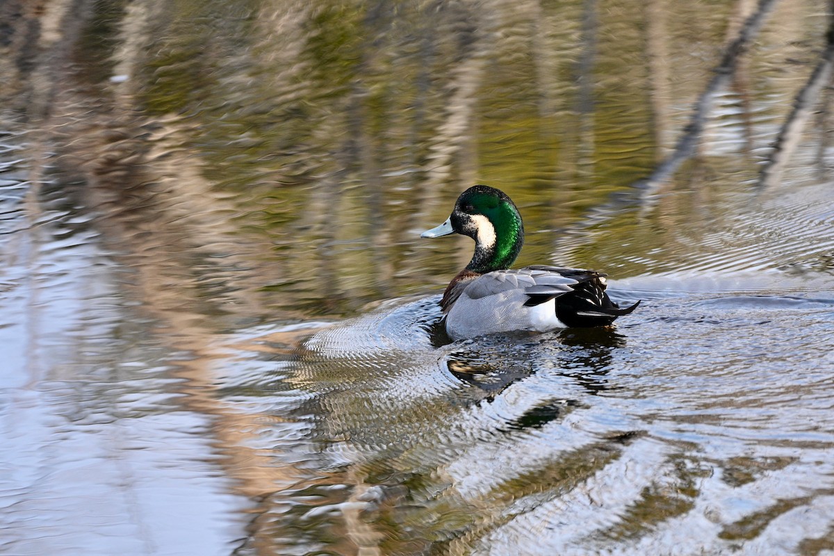 Hybride Canard d'Amérique x C. colvert - ML632916824