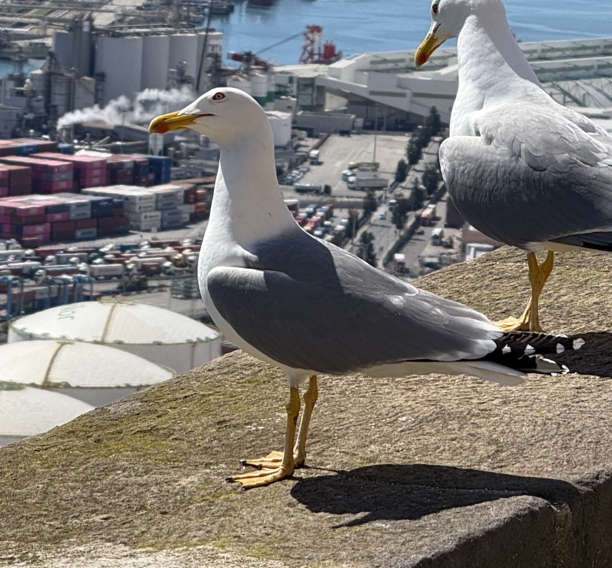 Yellow-legged Gull - ML632916833
