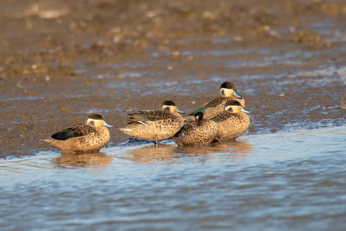 Sarcelle à bec bleu - ML632916849