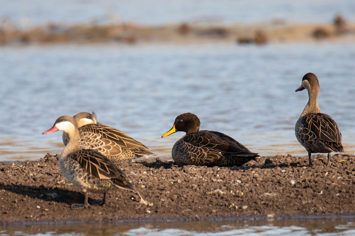 Canard à bec jaune - ML632916866