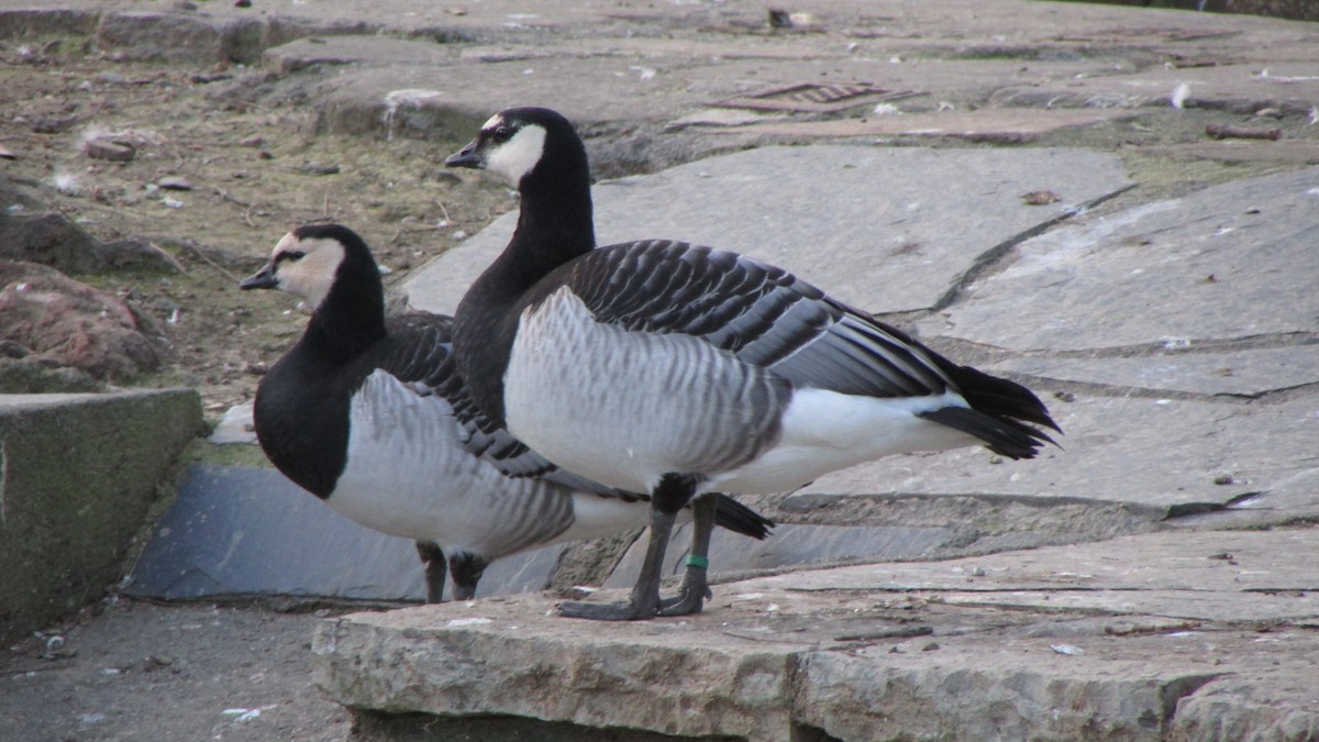 Barnacle Goose - ML632916887