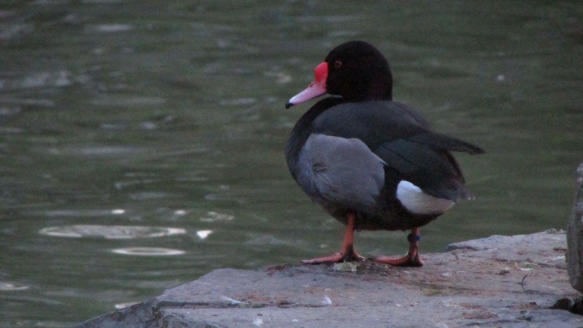 Rosy-billed Pochard - ML632916911
