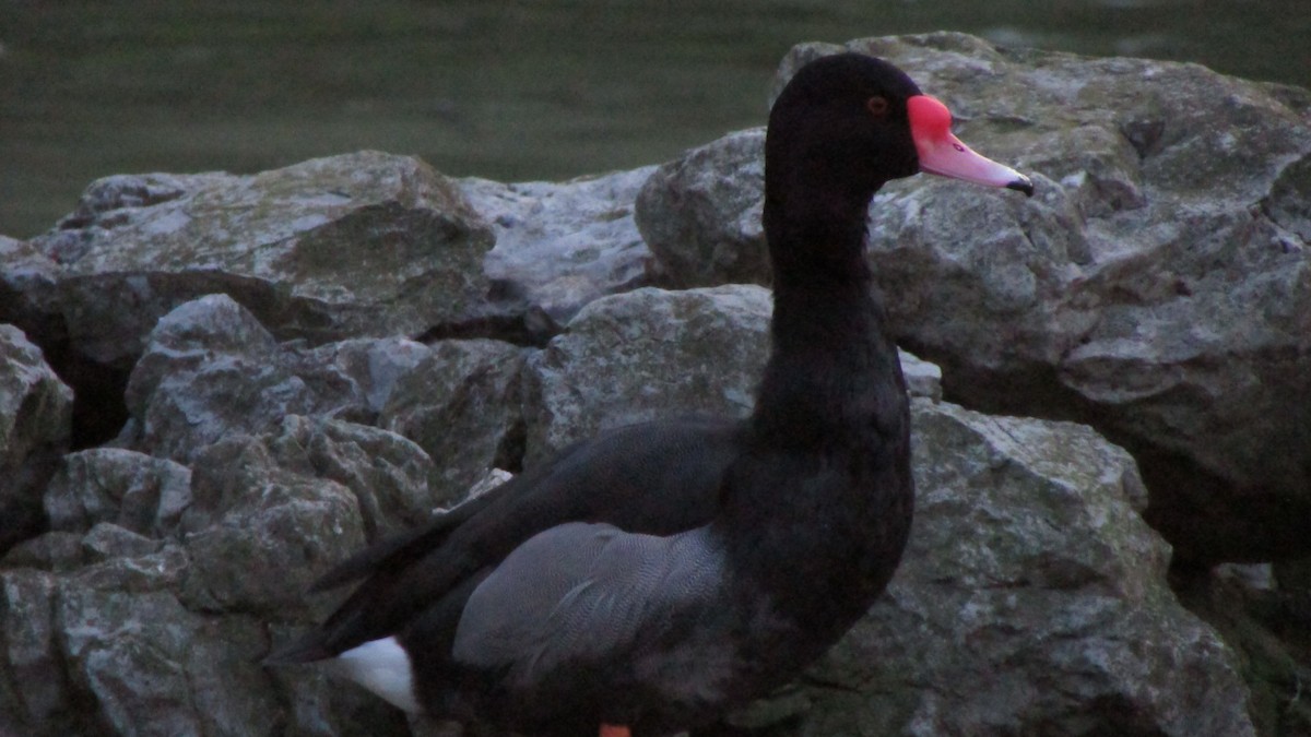 Rosy-billed Pochard - ML632916912