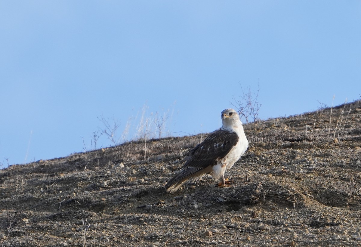 Ferruginous Hawk - ML632916953